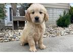 Golden Retriever Puppy for sale in Evansville, IN, USA