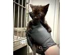 Adopt FOSTER OR RESCUE NEEDED!:PIPER a Domestic Short Hair