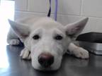 Adopt MARY a German Shepherd Dog, Mixed Breed