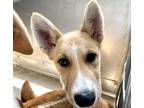 Adopt CHARLIE a German Shepherd Dog, Mixed Breed