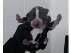 Adopt RESCUE PARTNER ONLY a Australian Cattle Dog / Blue Heeler