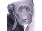 Adopt TERRI a Labrador Retriever, Mixed Breed