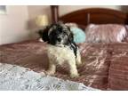 Havanese Puppy for sale in Madera, CA, USA