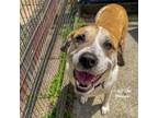 Adopt Chilli a Great Pyrenees, American Staffordshire Terrier