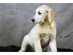 Golden Retriever Puppy for sale in Monroe, LA, USA