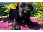Mutt Puppy for sale in Chattanooga, TN, USA