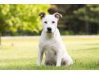Adopt Rosie a Cattle Dog, Mixed Breed