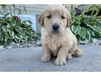 Golden Retriever Puppy for sale in Evansville, IN, USA