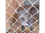 Adopt Stacey a Pit Bull Terrier