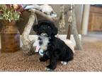 Havanese Puppy for sale in Madera, CA, USA