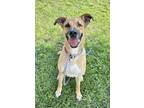 Adopt Iggy a Black Mouth Cur, Mixed Breed