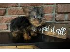 Silky Terrier Puppy for sale in Salina, KS, USA