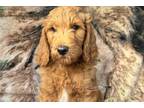 Goldendoodle Puppy for sale in Nashville, TN, USA