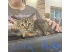 Adopt LILLY POTTER a Domestic Short Hair
