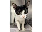 Adopt Amelia a Domestic Short Hair