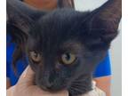 Adopt Little Lady a Domestic Short Hair