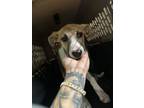 Adopt Trzy a Black Mouth Cur