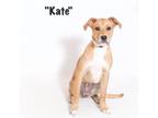 Adopt Kate a Terrier