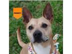 Adopt Murphey (was Kayla) Available-In foster home a Mixed Breed
