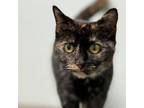 Adopt MayBelle a Domestic Short Hair