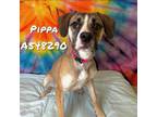 Adopt PIPPA a Mixed Breed