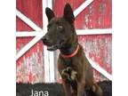 Adopt Jana a Shepherd
