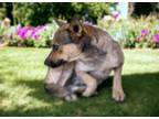Adopt CANDACE* a Australian Cattle Dog / Blue Heeler