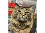 Adopt Nougat Spalione a Tabby, Domestic Long Hair