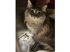 Adopt LOUISE a Maine Coon