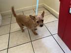 Adopt LILY a Terrier