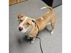 Adopt Bumblebee a American Staffordshire Terrier