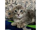 Adopt Wasabi a Domestic Short Hair, Extra-Toes Cat / Hemingway Polydactyl