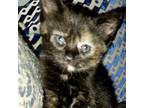 Adopt Luna a Domestic Short Hair, Extra-Toes Cat / Hemingway Polydactyl