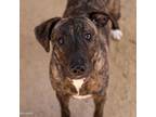Adopt A689449 a Pit Bull Terrier
