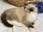 TICA Registered Seal Mitted Male