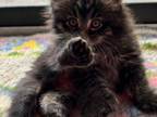 Starr Last Maine Coon Polydactyl Female 2 Months