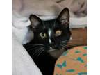 Adopt Journey a Domestic Short Hair