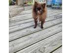Pomeranian Puppy for sale in Luray, VA, USA