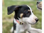 Adopt Rosie a Beagle, Mixed Breed
