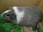 Adopt ROLY POLY a Guinea Pig
