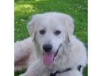 Adopt Fiona a Great Pyrenees