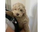 Mutt Puppy for sale in South Portland, ME, USA