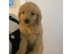Miniature Labradoodle Puppy for sale in South Portland, ME, USA