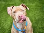 Adopt LAVENDER a Pit Bull Terrier