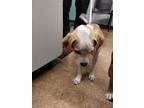 Adopt Maise a Beagle, Mixed Breed