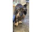 Adopt Pabla a Terrier, Mixed Breed