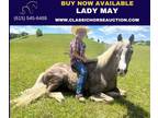 Gaited Special Pony Mare