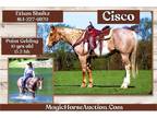 Cisco~Gorgeous*Gentle*Handy Broke*Ranch/Family/Trail Paint Gelding