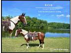 Meet Bob Bay Paint Gelding - Available on [url removed]