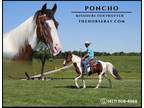 Meet Poncho Bay Missouri Foxtrotter Gelding - Available on [url removed]